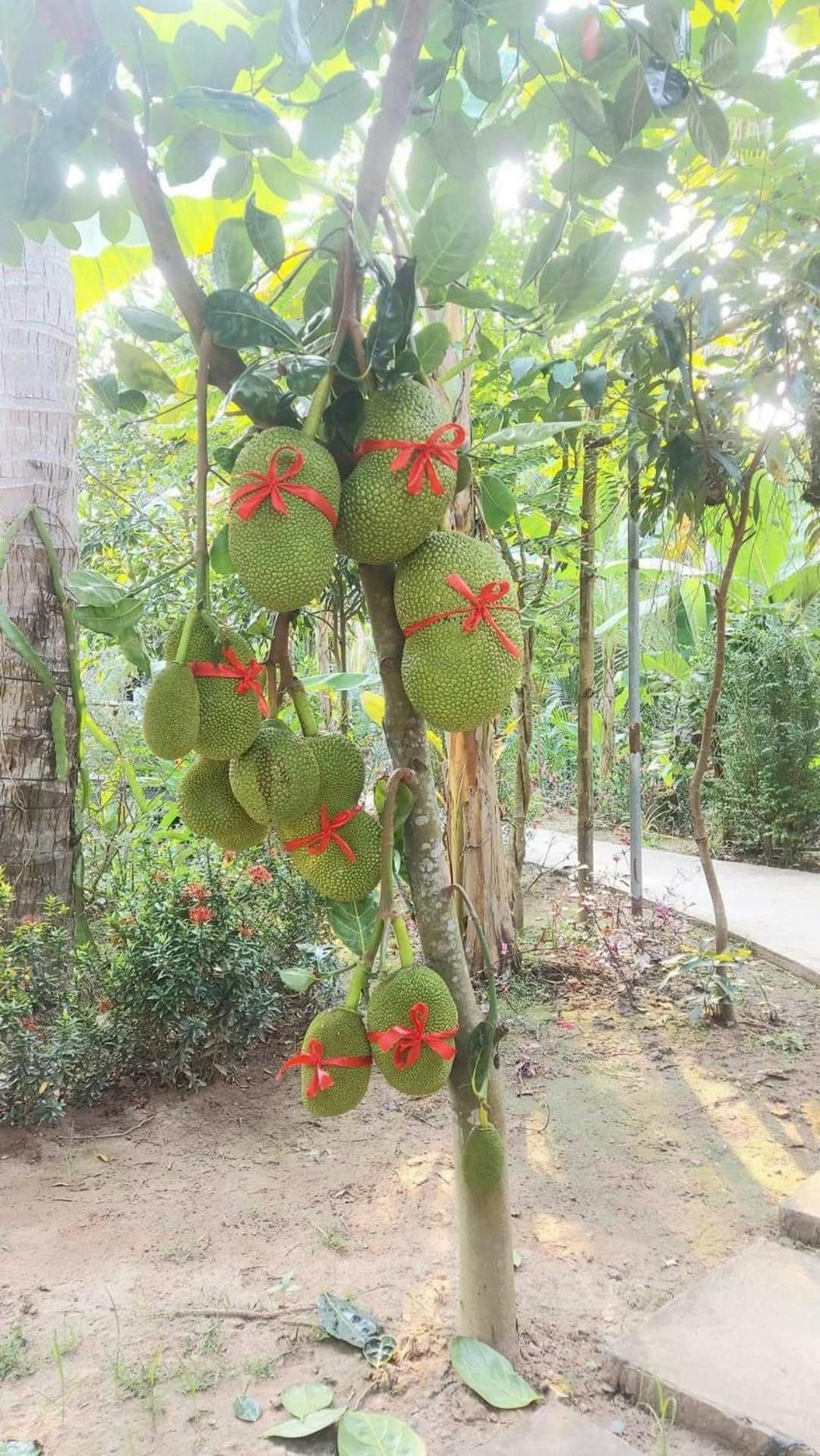 Homestay Nam Ham Luong Ben Tre Exterior foto