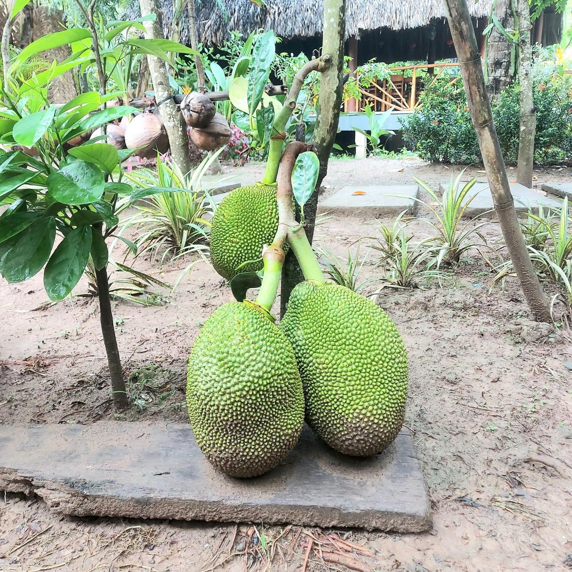 Homestay Nam Ham Luong Ben Tre Exterior foto