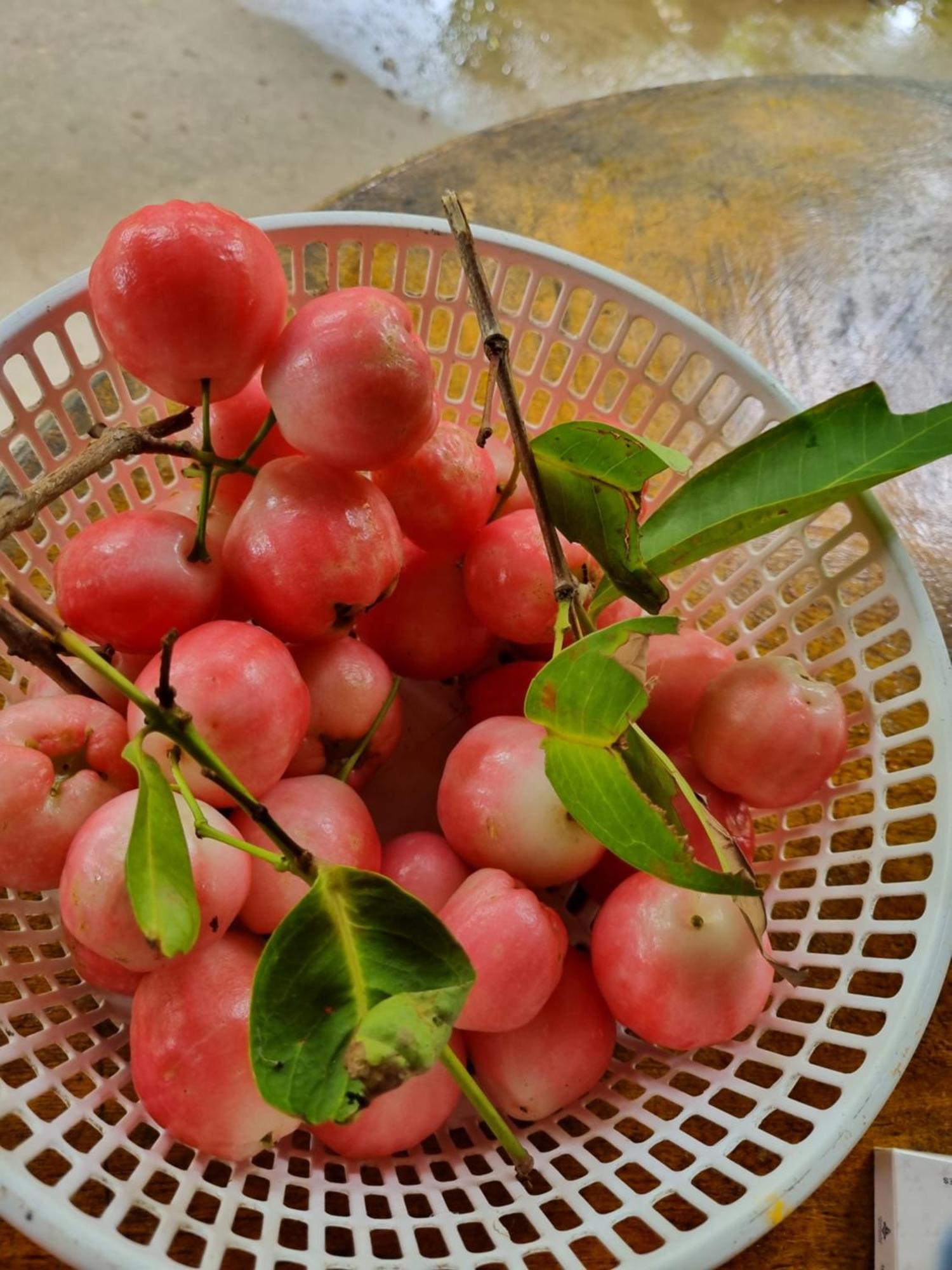 Homestay Nam Ham Luong Ben Tre Exterior foto